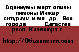 Адениумы,мирт,оливы,лимоны,Инжир, антуриум и мн .др - Все города  »    . Дагестан респ.,Кизилюрт г.